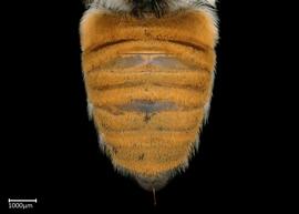   Megachile bicolor  female abdomen, photo: Colleen Meidt 
